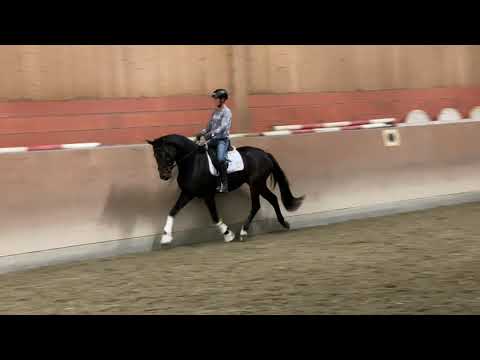 Secret Rose - 3-Jährige Stute von Secret (Verkaufspferd)