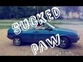 Пососала лапу | Sucked paw 