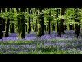 Forest Birdsong Nature Sounds-Relaxing Bird Sounds for Sleeping-Calming Birds Chirping Ambience