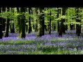 8 Hour Nature Sound Relaxation-Soothing Forest ...