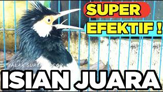 Download lagu Masteran Jalak Suren Mudah Ditiru Gacor Full Isian Tembakan Mewah Cililin Unik mp3