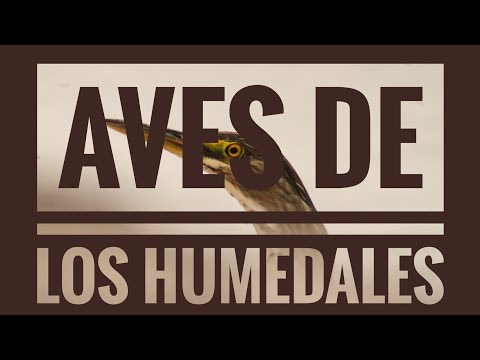 Aves de los humedales - Parte 1