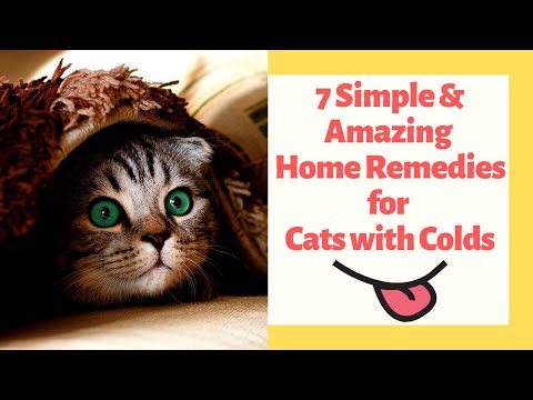 7 Simple & Amazing Home Remedies for Cats with Colds