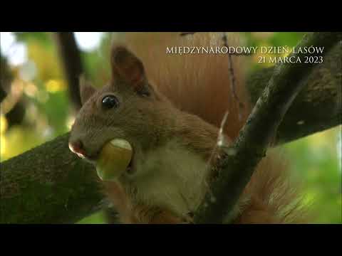 Międzynarodowy Dzień Lasów 2023