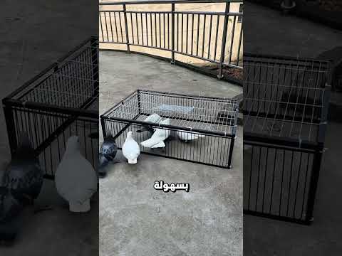 هذا القفص لا يسمح للطيور بالخروج! 🤯