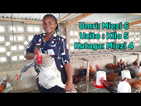 , title : 'Jinsi ya Kuwalisha Kuku Chotara (Kuroiler) Wafikishe Uzito wa Kilo 5'