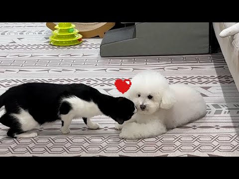 별짓다 하는 고양이ㅋㅋ살다 살다 별꼴을 다 보겠네