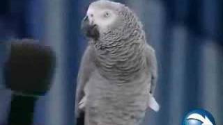 Funny Bird Parrot