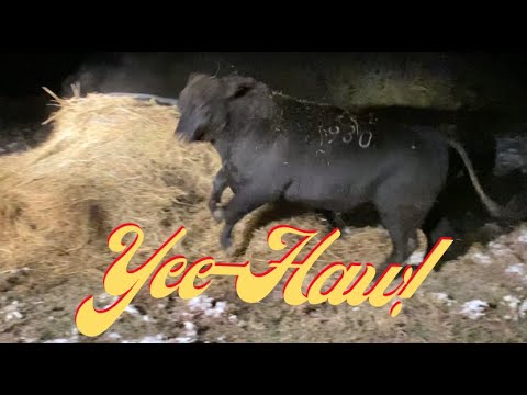 Super happy Angus bulls thrashing a hay bale for fun.
