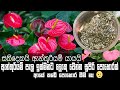 ඇන්තුරියම් මල් වැඩි කරන්න මෙහෙම කරන්�