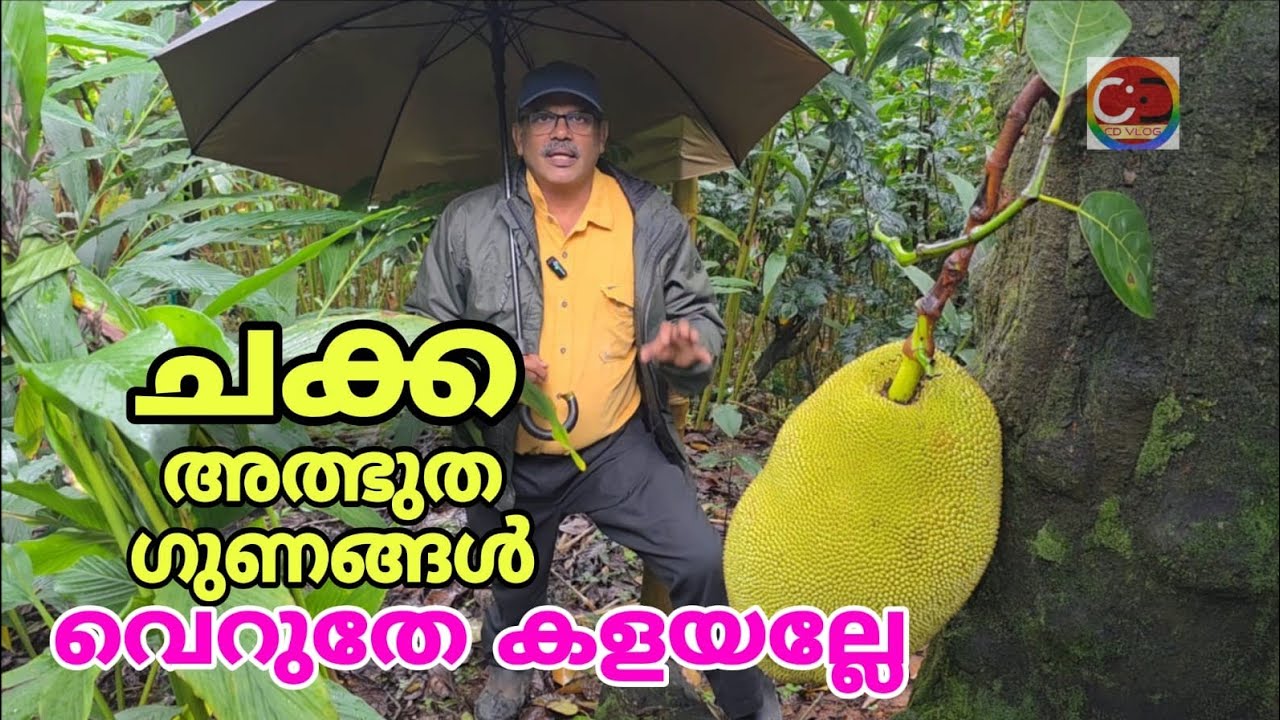 ചക്ക ; അത്ഭുത ഗുണങ്ങൾ  | Jackfruit; miraculous properties