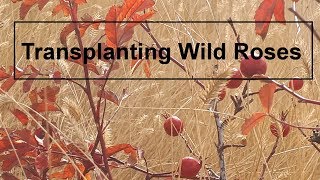 Transplanting Wild Rose Bushes