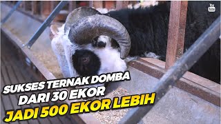 Download lagu Mantan Karyawan NGO, Sukses Ternak Domba Kambing - Dari 30 Ekor Jadi Lebih Dari 500 Ekor mp3