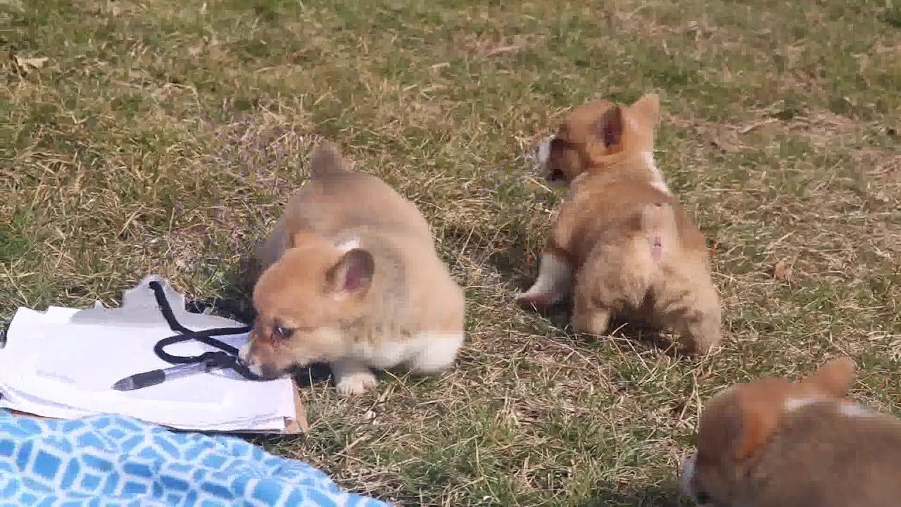 Welsh Corgi Puppies For Sale