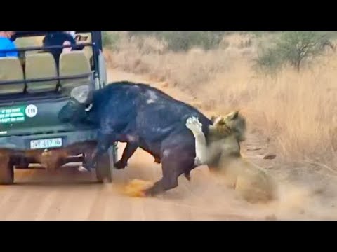 Buffalo Smashes Car to Try Chase Lions Away