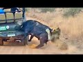 Buffalo Smashes Car To Try Chase Lions Away