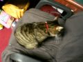 JJ Steals My Seat