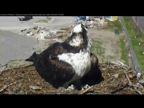 Hellgate ospreys 4.7.16 303pm sits in the nest with a full crop
