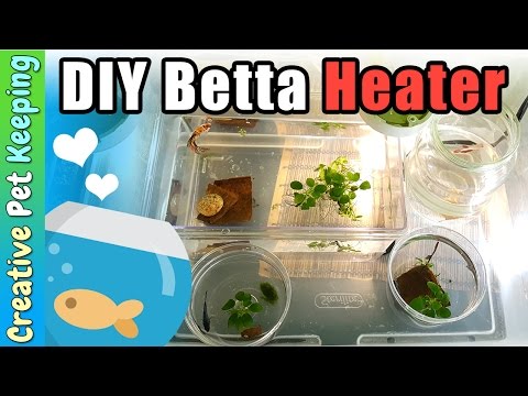 How to heat up multiple betta cups and bowls with ONE heater | DIY