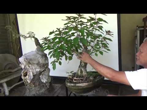 Bonsai Tutorials for Beginners : Shortening a Nursery Plant to become a bonsai