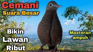 Download lagu Perkutut cemani gacor SUARA BESAR sekali putar 100% bikin ribut mp3 Download lagu Perkutut cemani gacor SUARA BESAR sekali putar 100% bikin ribut mp3