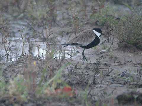 CZAJKA SZPONIASTA, Strzelno, 25-09-2017 1video