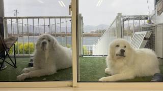 たった３週間で似てきたアルとロイ