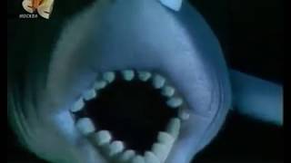 Pearl White Teeth Russian