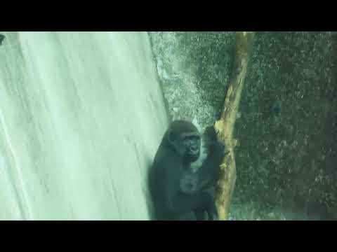 Gorilla trying to figure out an escape plan at the Taipei Zoo