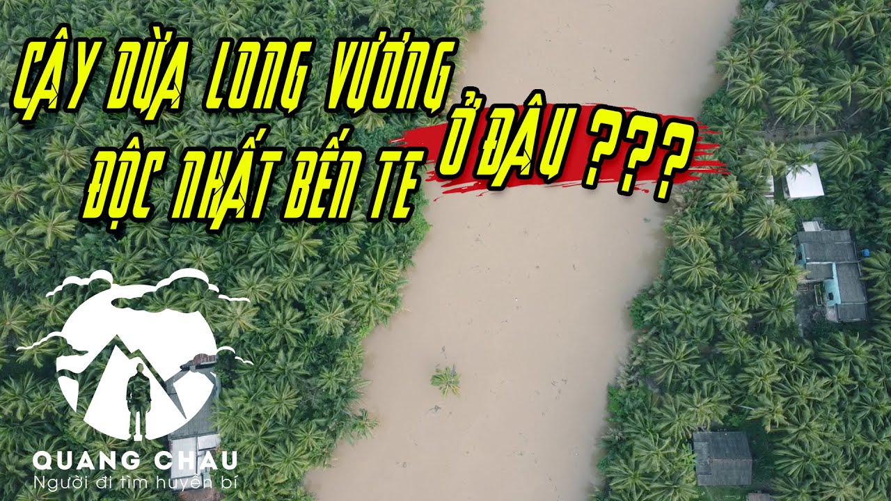 Chuyện Lạ Gây Tranh Cãi về Cây Dừa Mọc Giữa Sông vẫn ra Trái ở Bến Tre