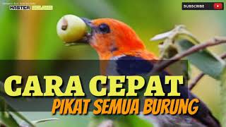 Download lagu Suara pikat burung di hutan mp3