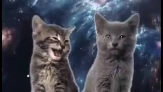 LA CANCION DE LOS GATOS