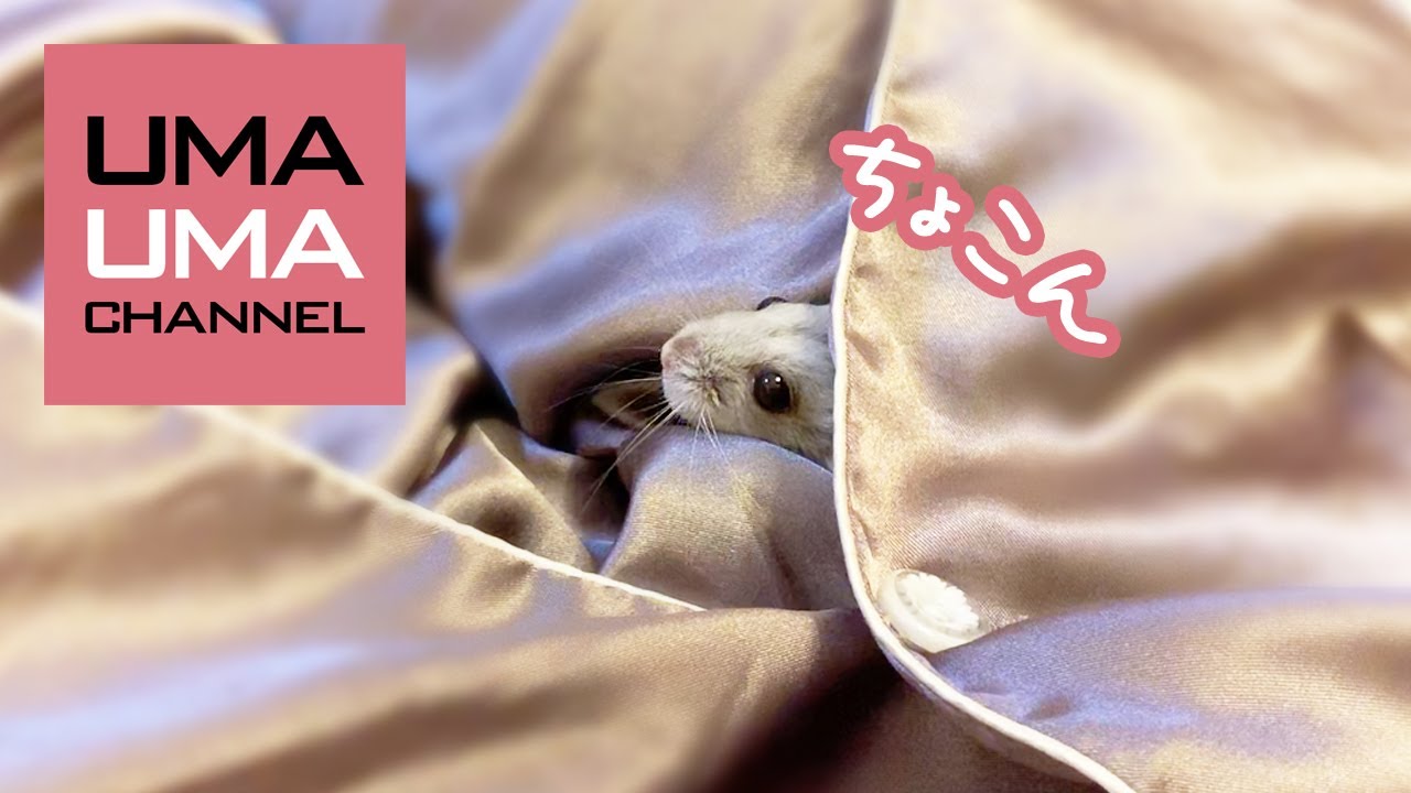 服の中を家と勘違いしてるハムスター【こまる#44】