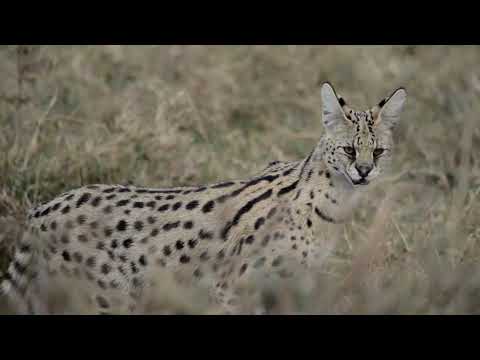 Rare Serval Cat Sighting in Ngorongoro Crater | Tanzania Safari Experience