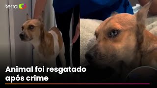Cachorro apedrejado em Belém sai do coma e dá primeiros passos durante recuperação
