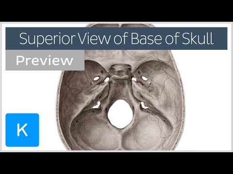 Superior view of the base of the skull (preview) - Human Anatomy | Kenhub