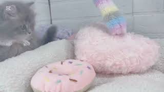 ミヌエットの動画01