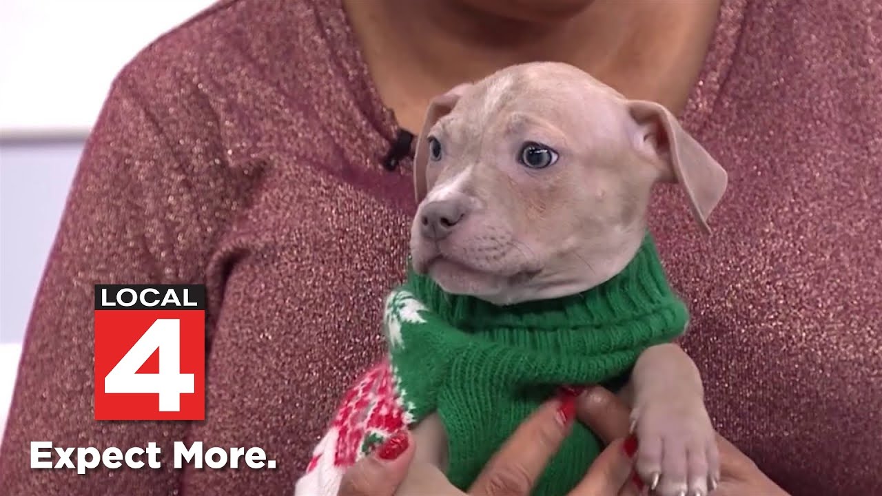 Brynn, a ADOPTABLE mixed breed in Detroit, MI video 2/6