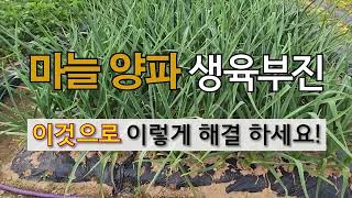 마늘 양파 생육 부진 이것으로 이렇게 해결하세요! #주말농장 #마늘 양파 가꾸기 # 필레오 TV.