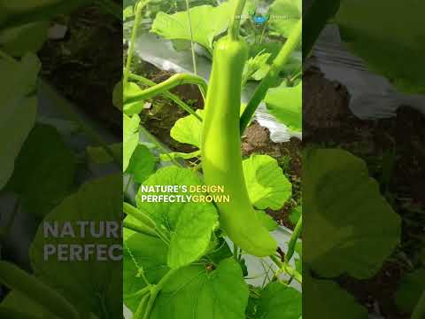 From Tiny Vines Big Bottle Gourds Grow