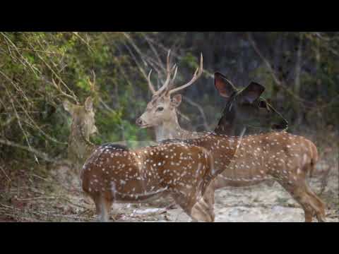 Biso Otunnak Hisata Heduwa බිසෝ ඔටුන්නක් හිසට හැදුවා  - Sisira Senarathna Premakeerthi De Alwis