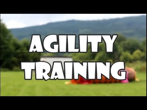 LOST VIDEO | 2016 | Agility training | Málkov