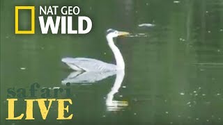 Safari Live - Day 130 | Nat Geo Wild by Nat Geo WILD