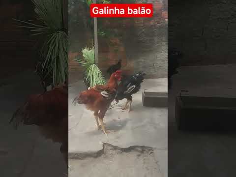 quintal do Chico Black Igarapé do meio Maranhão