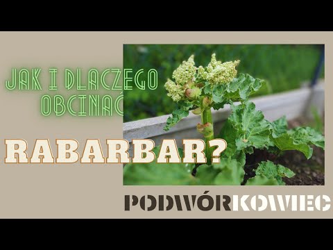 Jak i dlaczego obcinać rabarbar?