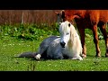 Two Beautiful Horses Are Making Love