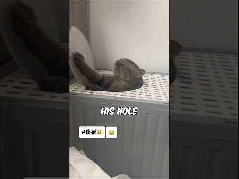 Don't let Adele see this 😹 #cats