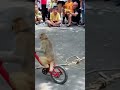 Monkey Circus Performance