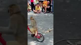 Download lagu monkey 🐒🐒 circus performance mp3 Download lagu monkey 🐒🐒 circus performance mp3