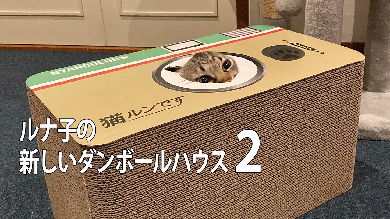 【猫】猫にダンボールハウスあげた　その後